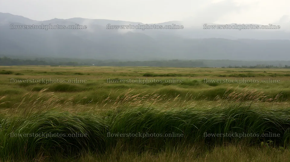 Iwate meadow with seedheads after rain near mountains – flower stock photos 10608x5938