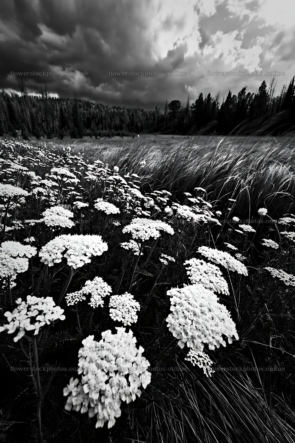 Yarrow meadow in a field under a cloudy sky – flower stock photos 6480x9722