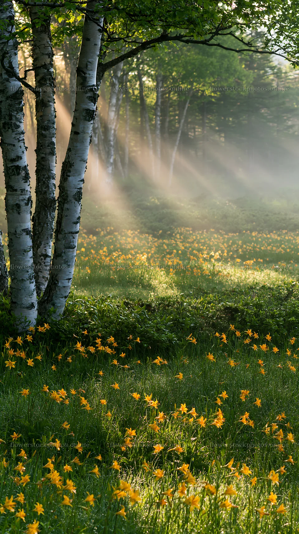 Kirigamine highland daylily meadow in the morning light – flower stock photos 5938x10608