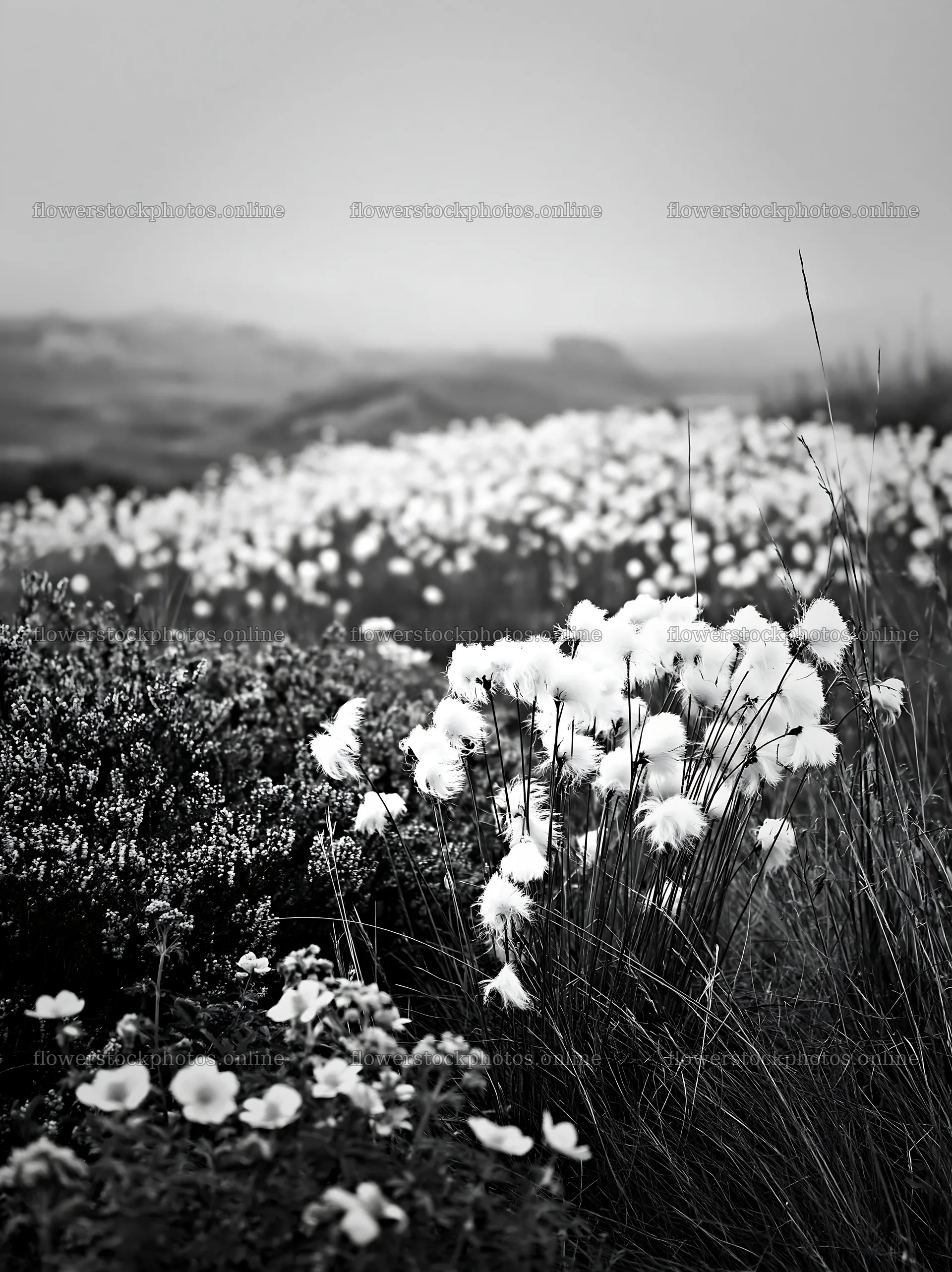 Cottongrass meadow in black and white with soft light – flower stock photos 6866x9174