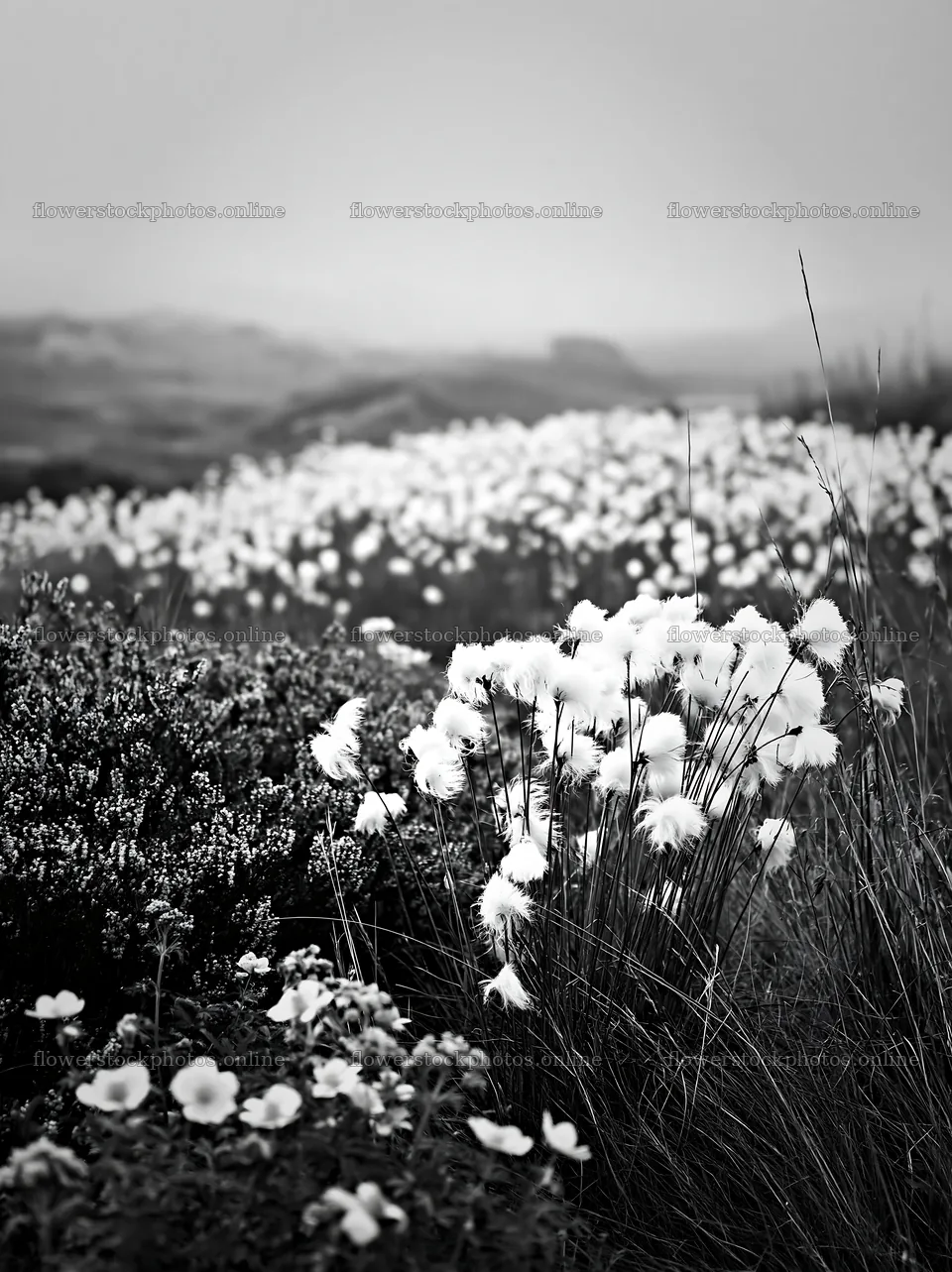 Cottongrass meadow in black and white with soft light – flower stock photos 6866x9174