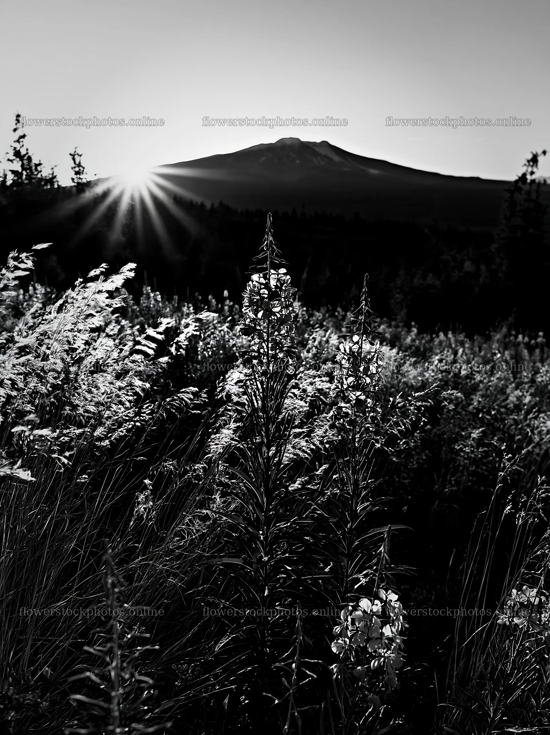 Fireweed meadow and mountain at sunset in black and white – flower stock photos 6866x9174