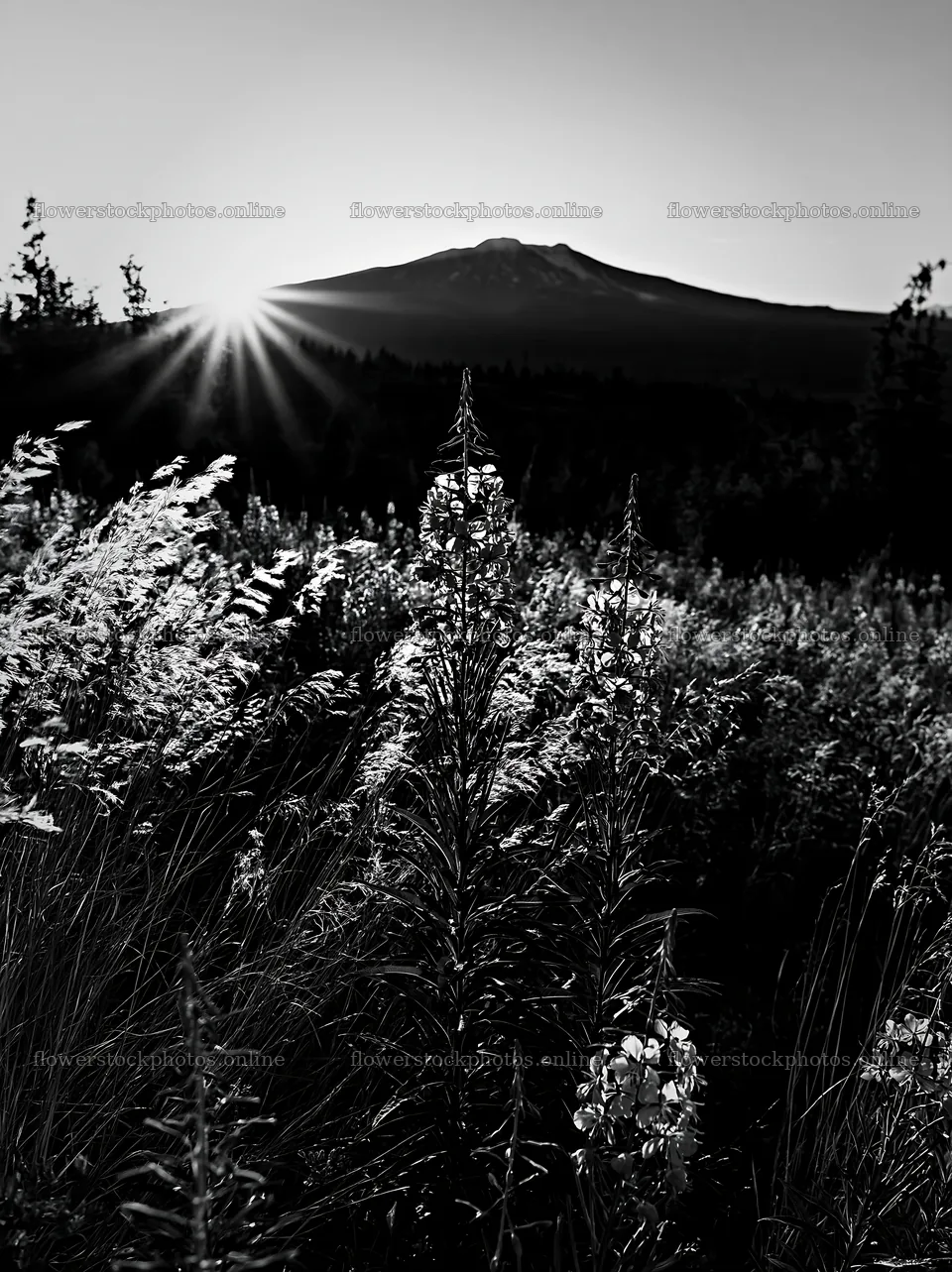 Fireweed meadow and mountain at sunset in black and white – flower stock photos 6866x9174