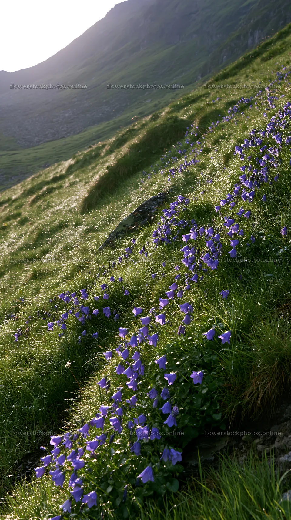Dewy meadow with purple flowers on a hillside – flower stock photos 5938x10608