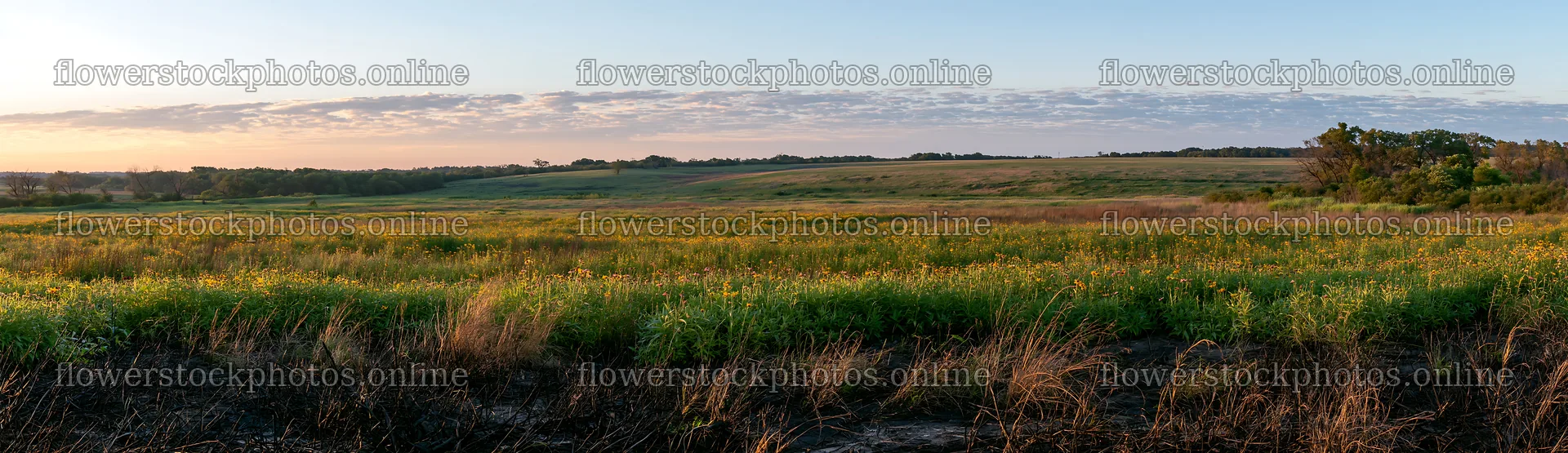 Regenerative meadow with wildflowers at sunset – flower stock photos 14762x4268