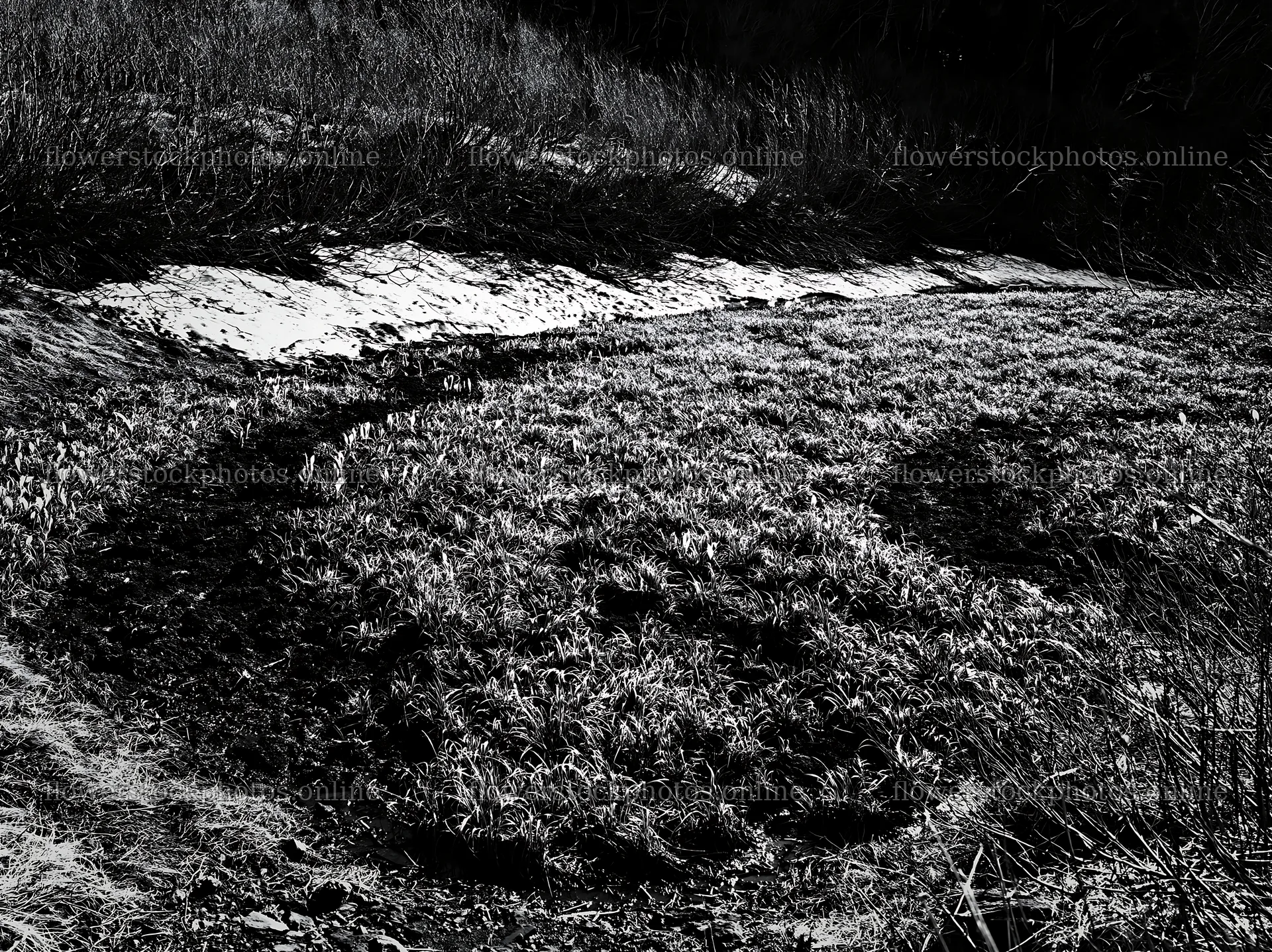 Akita snowmelt meadow with silver grasses in early spring – flower stock photos 9174x6866