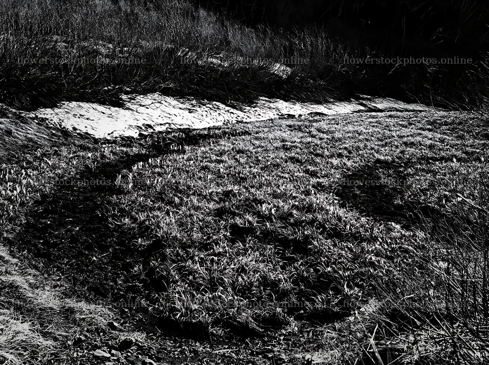 Akita snowmelt meadow with silver grasses in early spring – flower stock photos 9174x6866