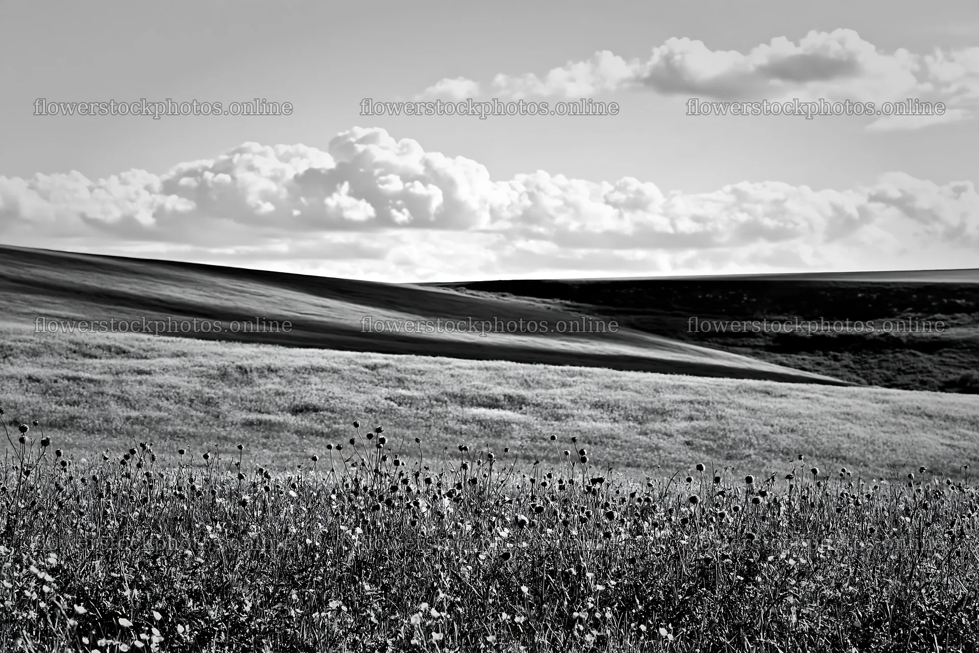 Colorful buttercup meadow under a cloudy sky – flower stock photos 9722x6480