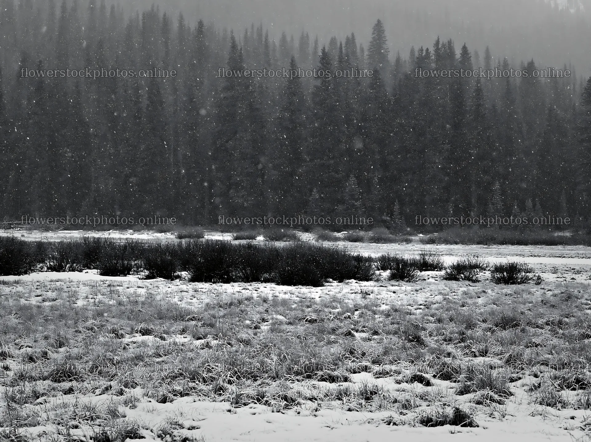 Snowy Rocky Mountain Park meadow in winter scene – flower stock photos 9174x6866