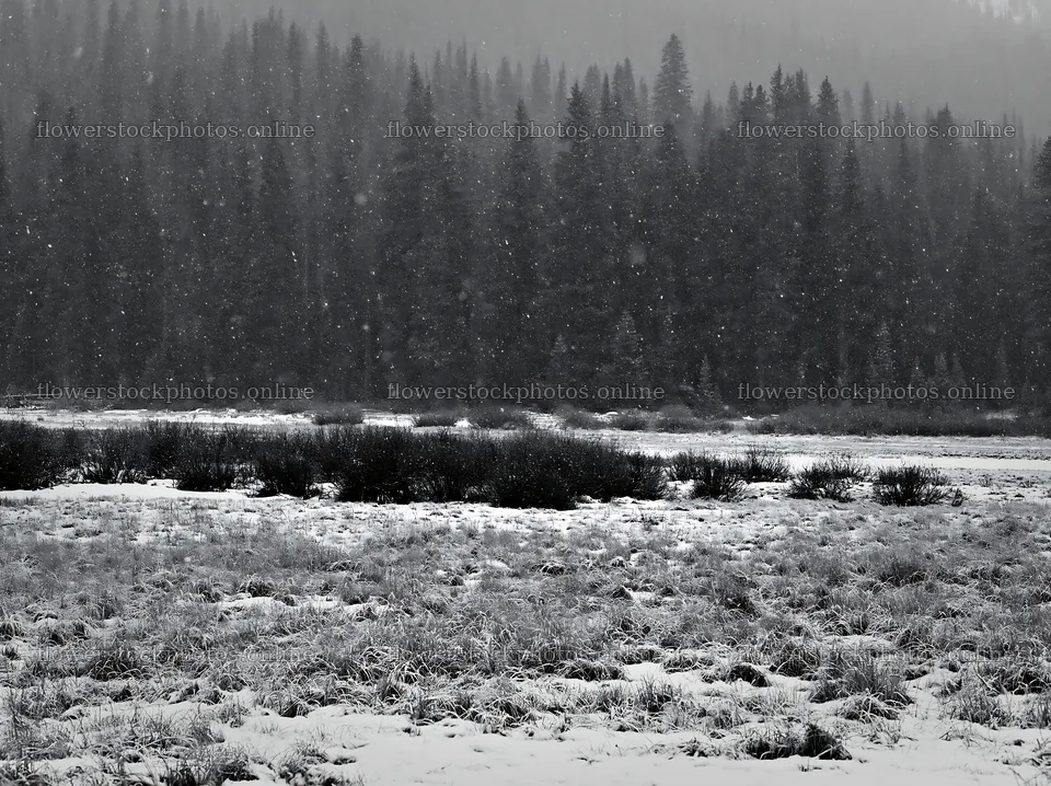 Snowy Rocky Mountain Park meadow in winter scene – flower stock photos 9174x6866