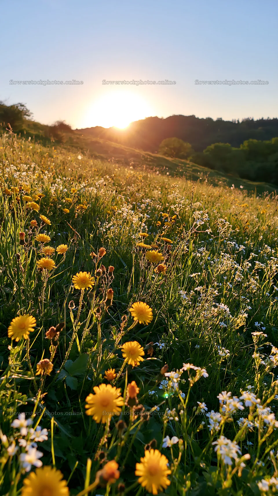 Sunset over meadow with wildflowers in the German foothills – flower stock photos 5938x10608