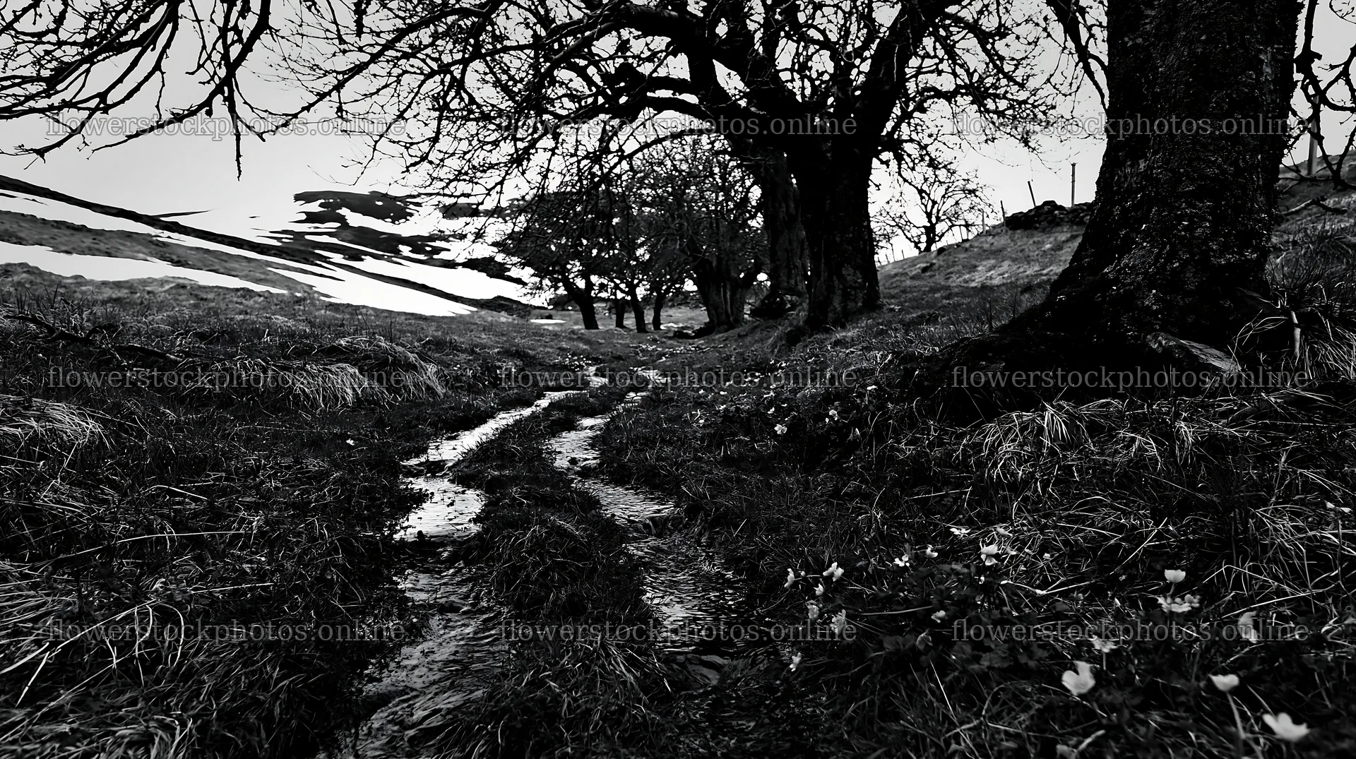 Highland apple meadow with path and trees during spring – flower stock photos 10608x5938
