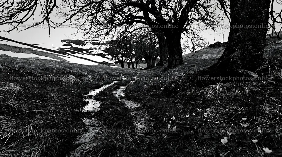 Highland apple meadow with path and trees during spring – flower stock photos 10608x5938