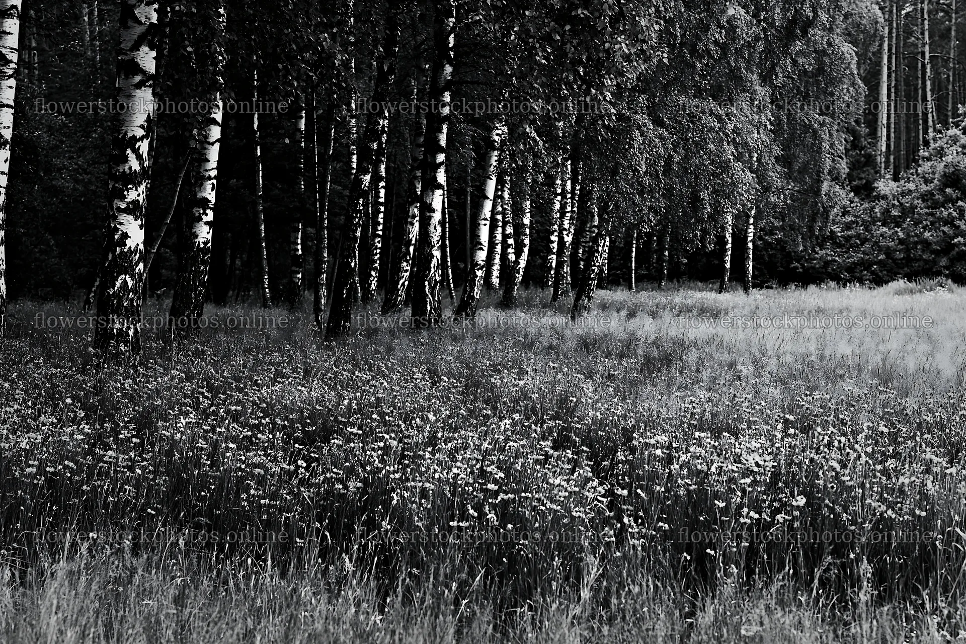 Forest edge meadow with flowering plants and birch trees – flower stock photos 9722x6480
