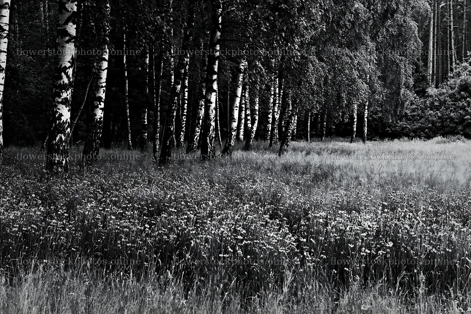 Forest edge meadow with flowering plants and birch trees – flower stock photos 9722x6480