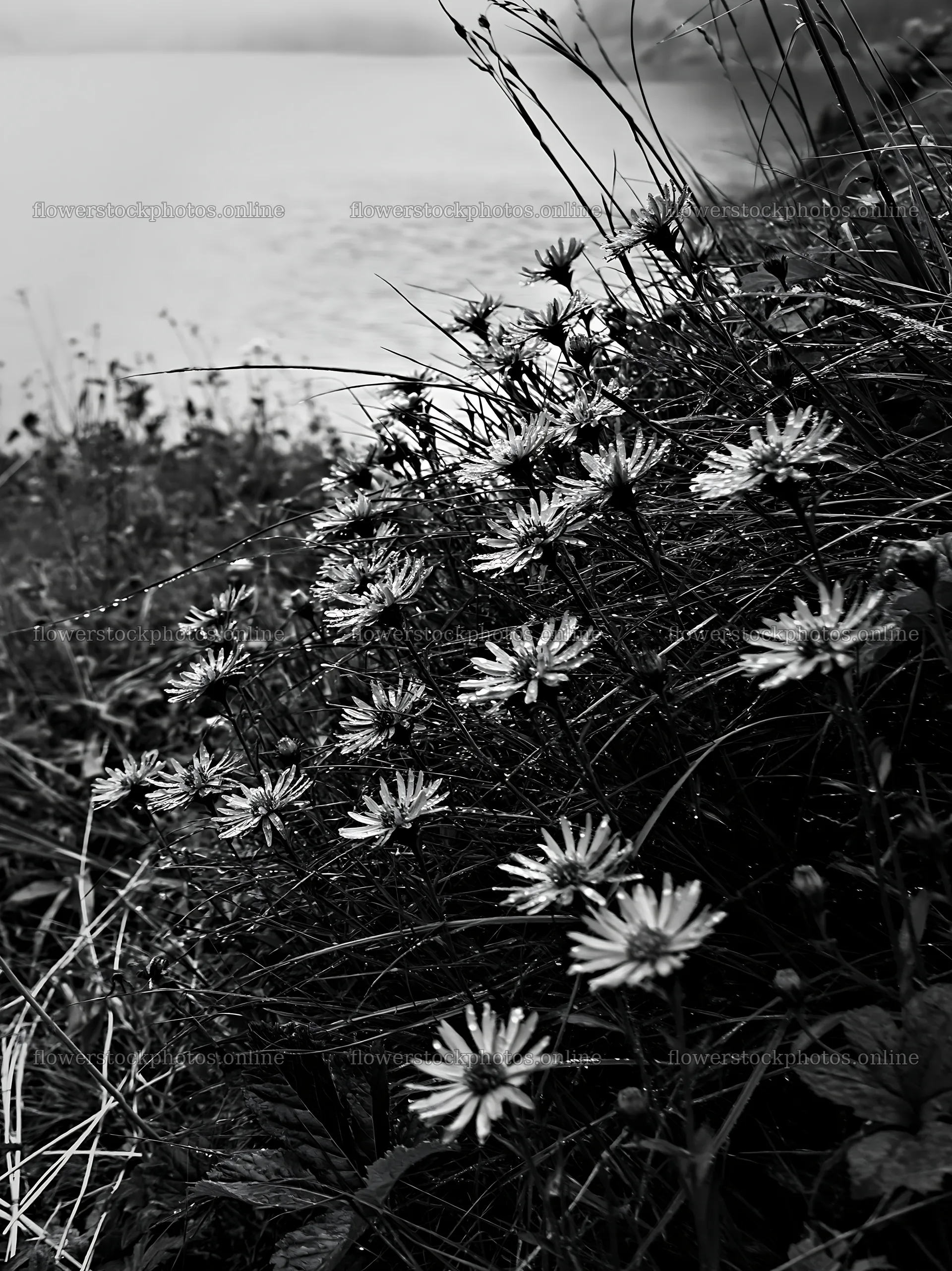 Swiss meadow beside alpine lake with blooming wildflowers – flower stock photos 6866x9174