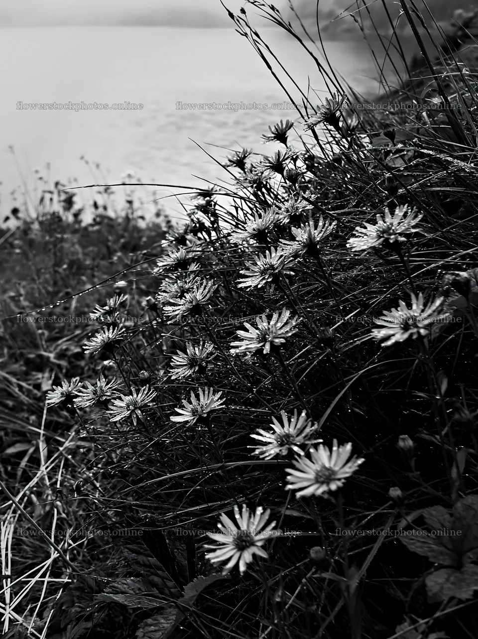 Swiss meadow beside alpine lake with blooming wildflowers – flower stock photos 6866x9174