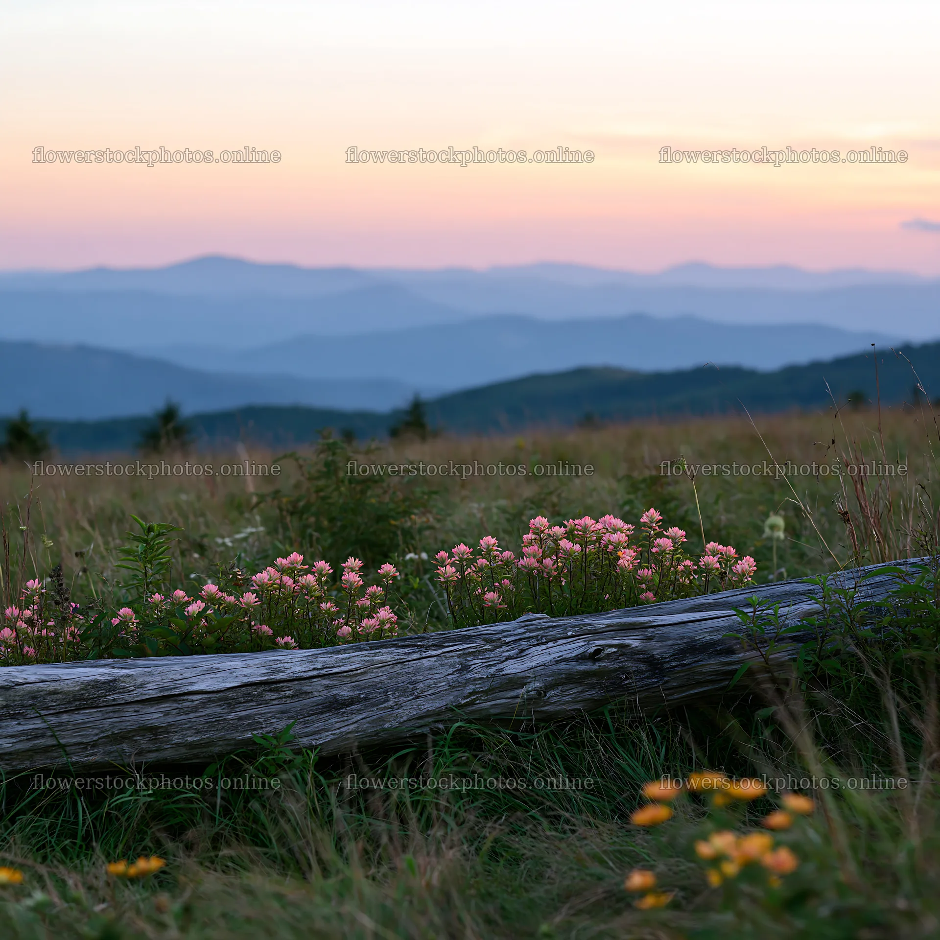 Weathered log in a meadow with flowers and mountains – flower stock photos 7938x7938