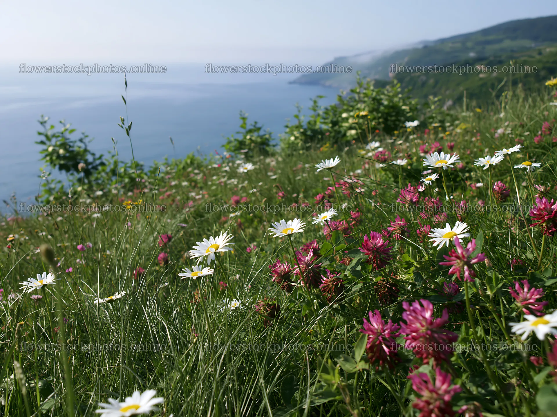 Spring orchard meadow with flowers near the water – flower stock photos 9174x6866