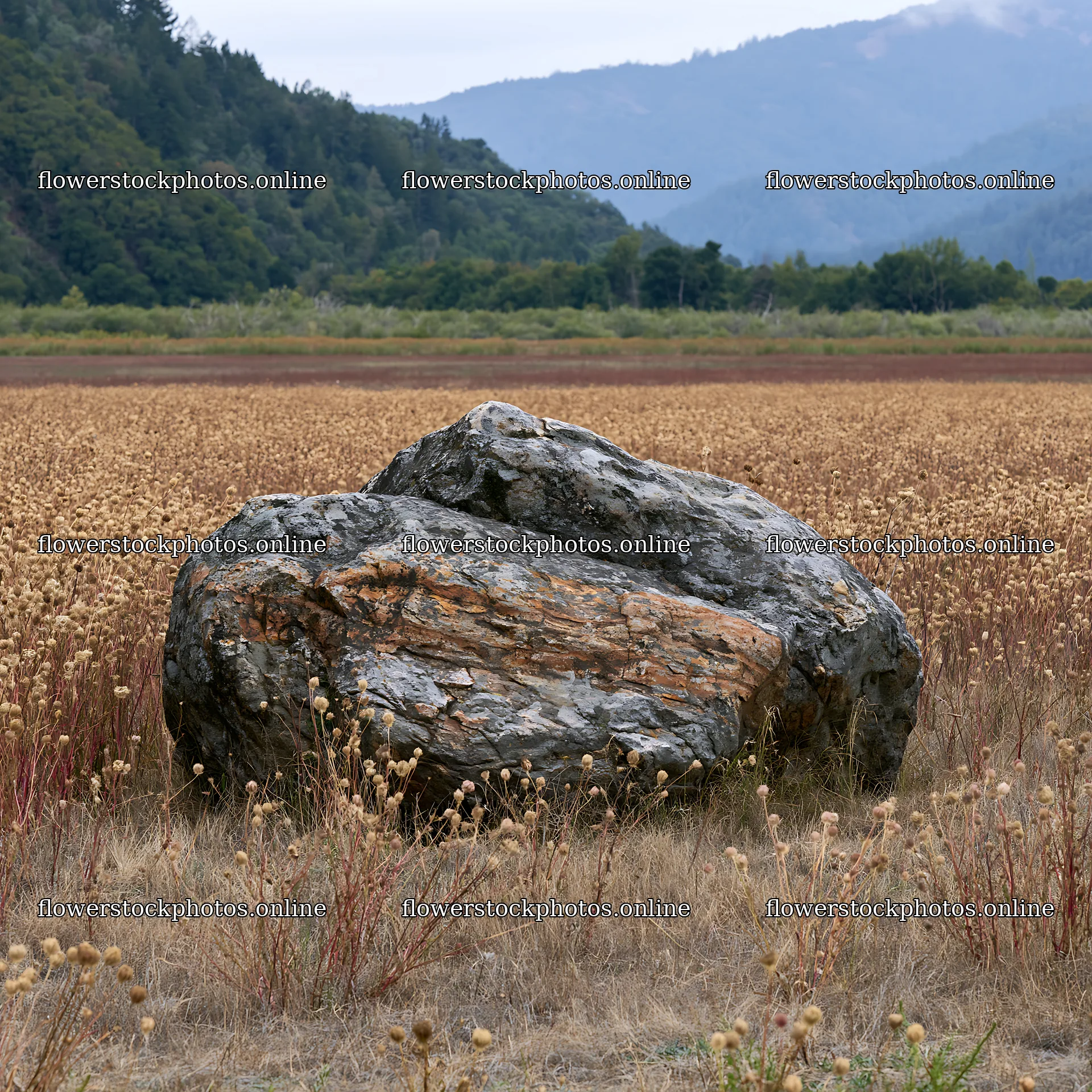 Nagano drought resilient meadow granite boulder – flower stock photos 7938x7938