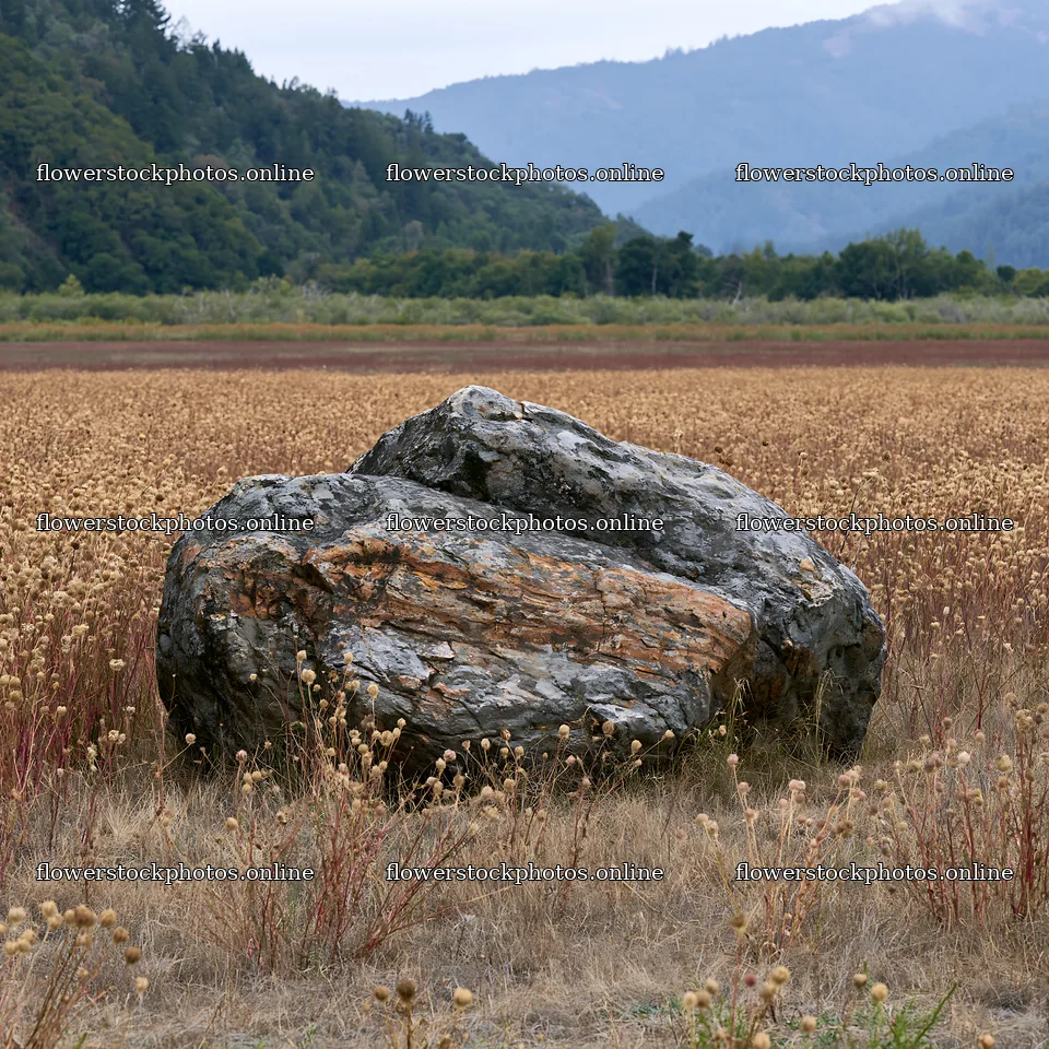 Nagano drought resilient meadow granite boulder – flower stock photos 7938x7938