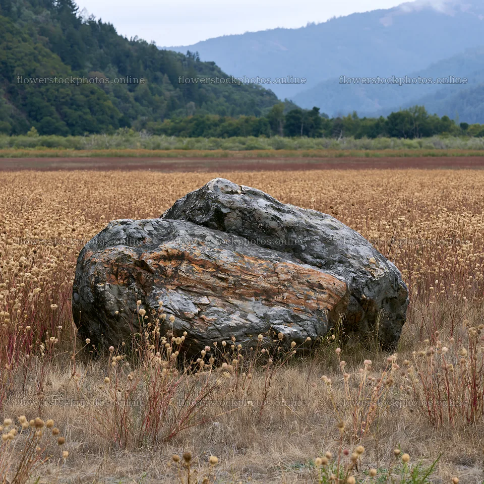 Nagano drought resilient meadow granite boulder – flower stock photos 7938x7938