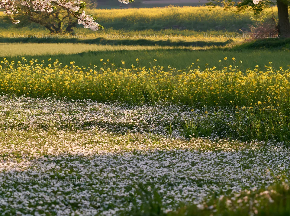 Fallen blossoms in a spring meadow in Fukuoka – flower stock photos 9174x6866