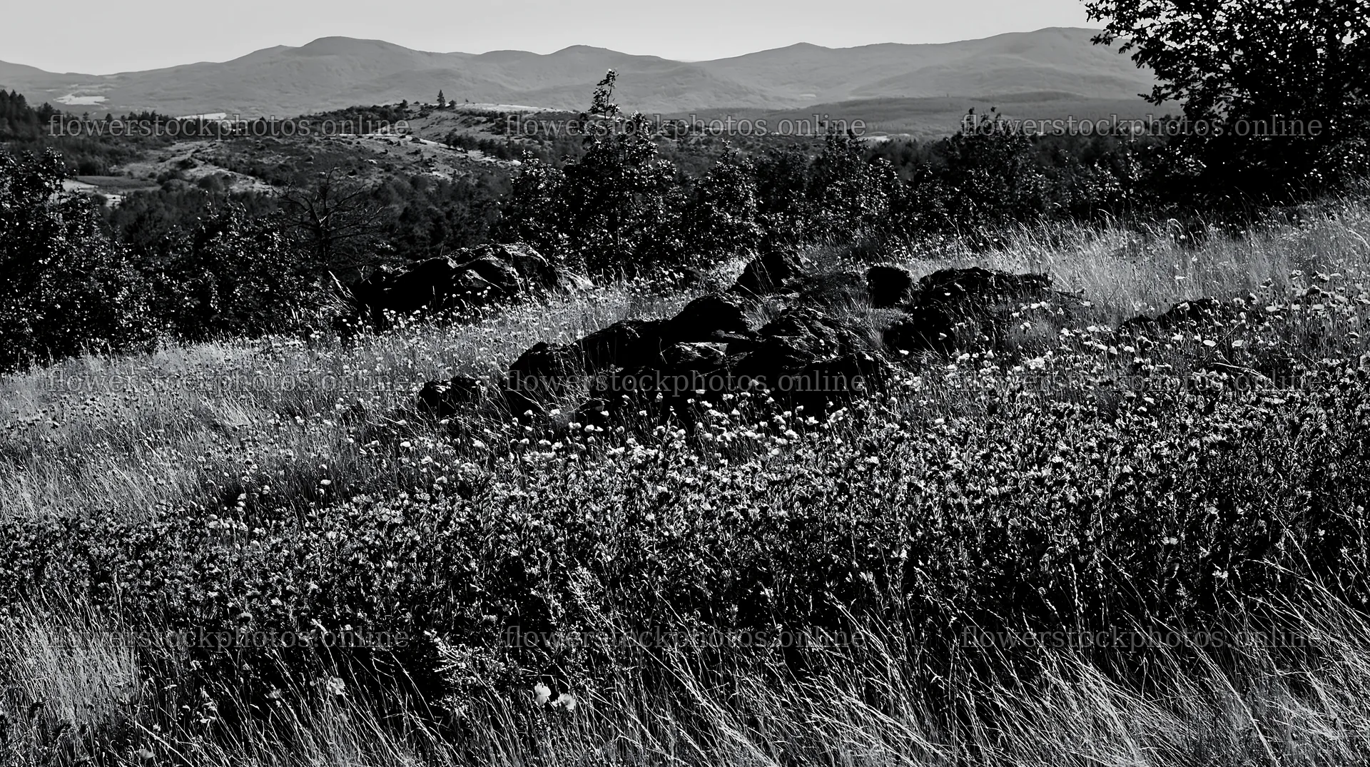 Poppy viper's-bugloss meadow with distant mountains in black and white – flower stock photos 10608x5938