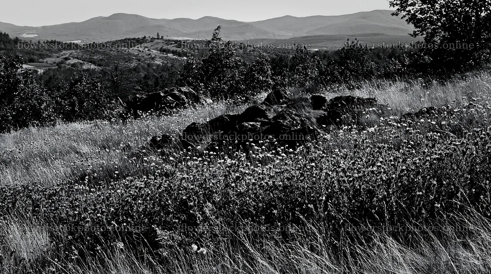 Poppy viper's-bugloss meadow with distant mountains in black and white – flower stock photos 10608x5938