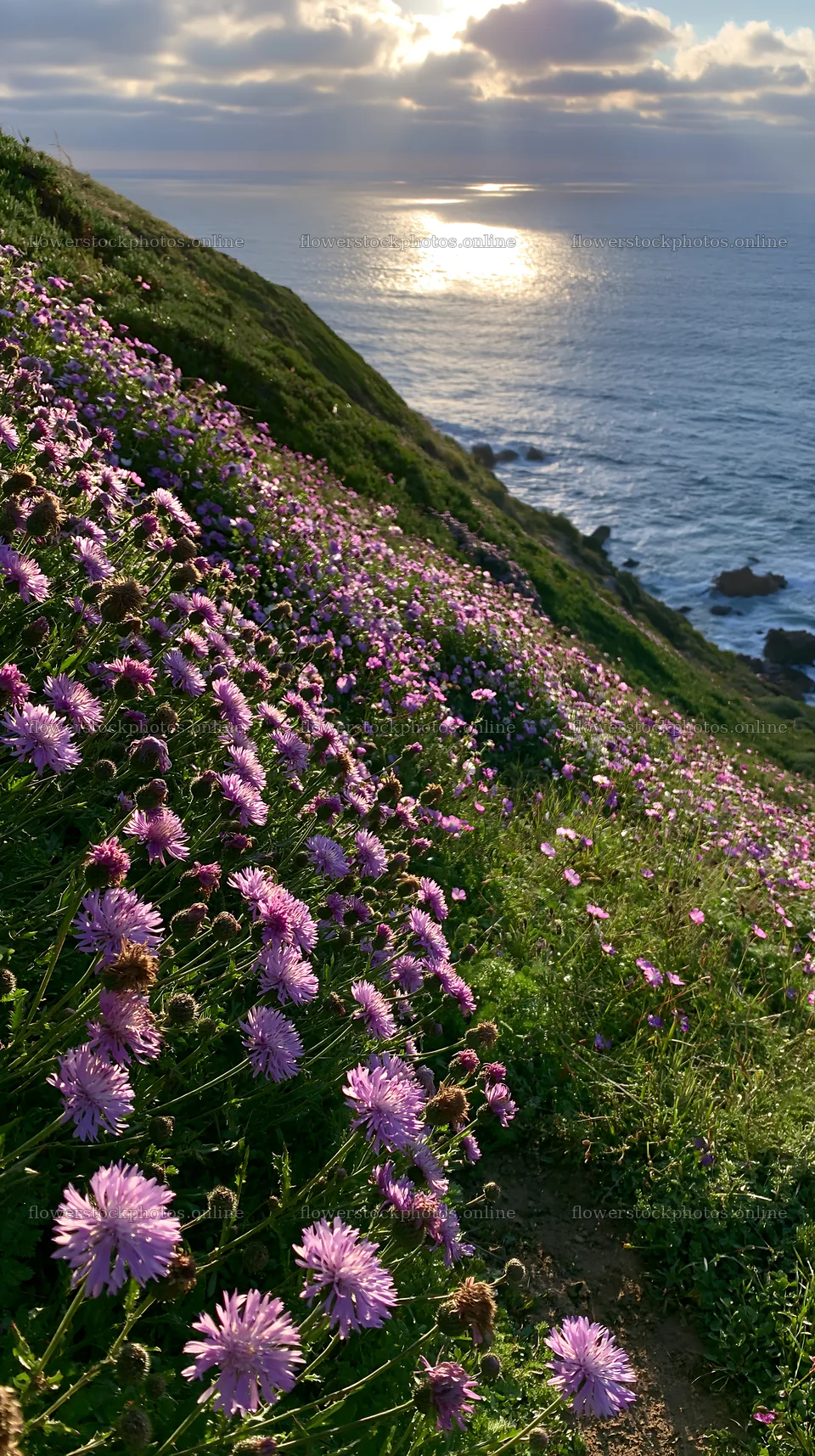 Purple flowers on a Portuguese meadow above the Atlantic coast – flower stock photos 5938x10608
