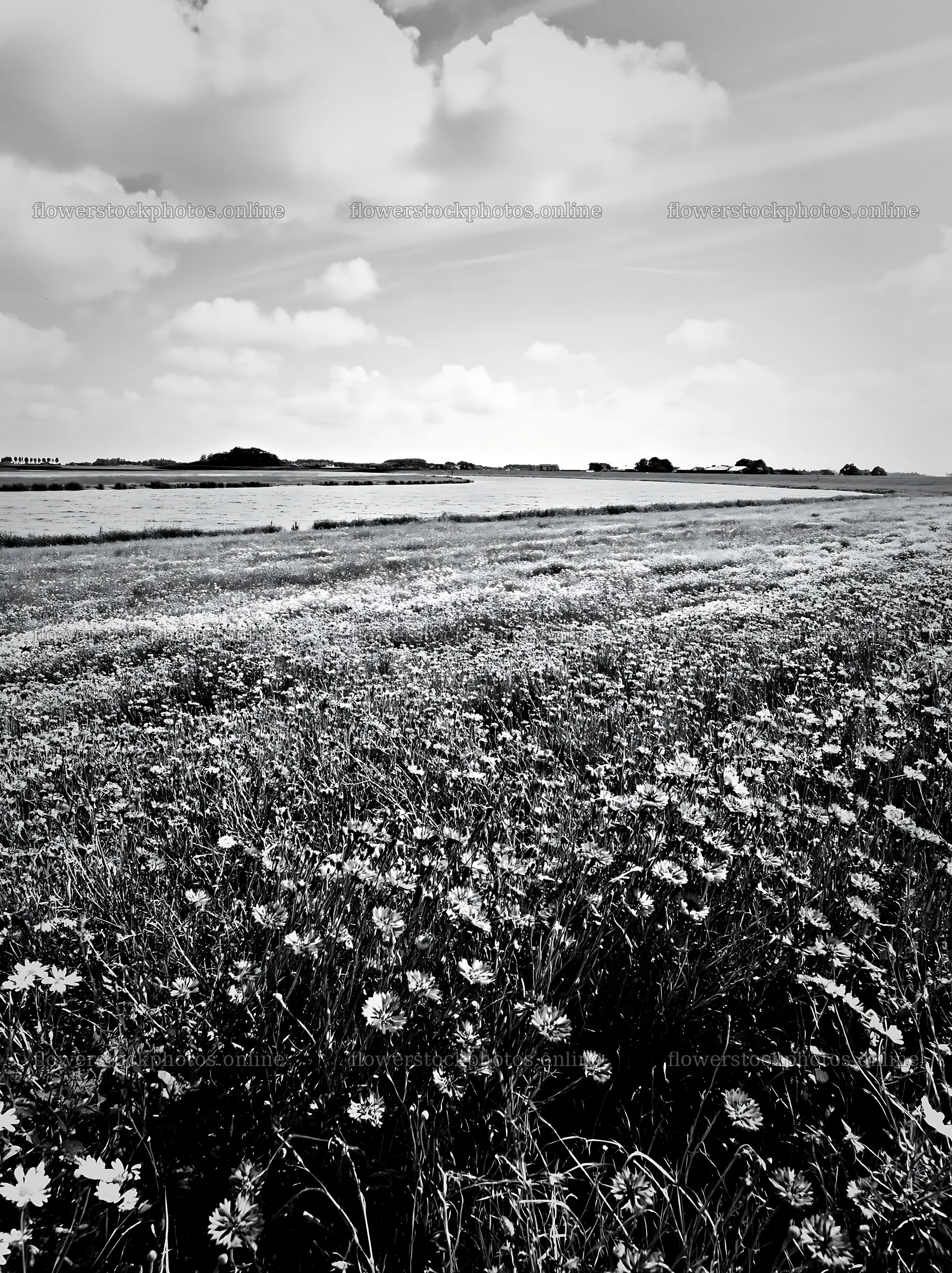 Cornflower meadow under cloudy sky in black and white – flower stock photos 6866x9174