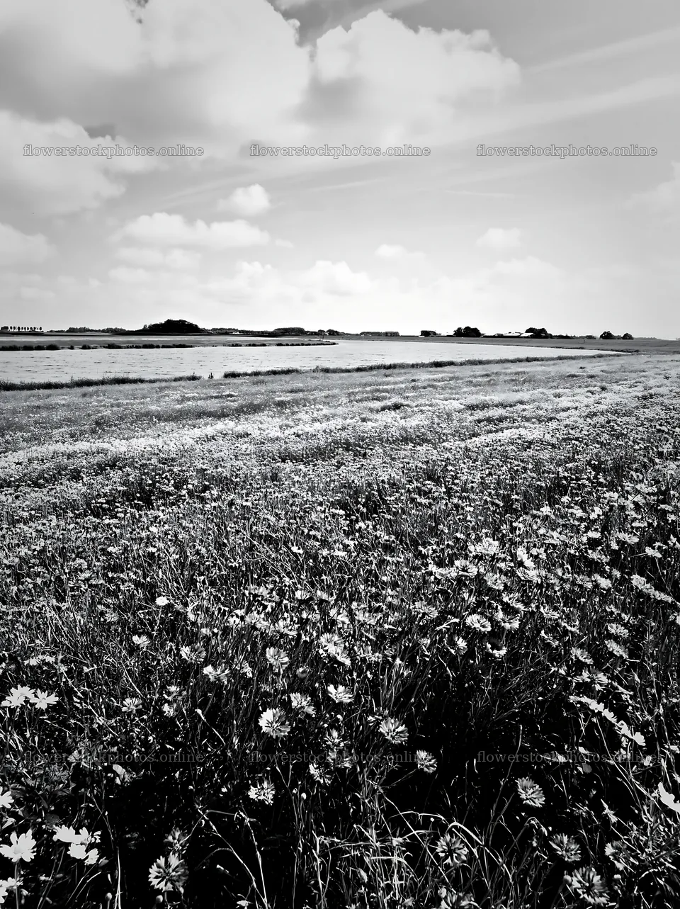 Cornflower meadow under cloudy sky in black and white – flower stock photos 6866x9174