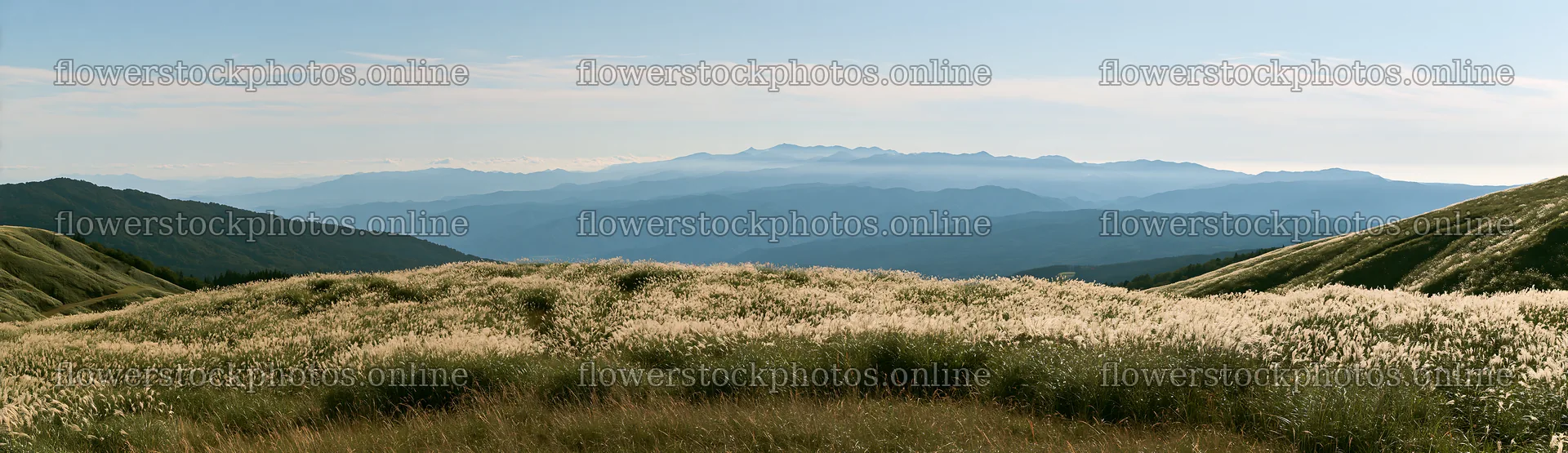 Fukui native grass meadow rain droplets capture – flower stock photos 14762x4268