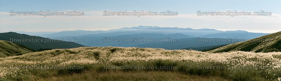 Fukui native grass meadow rain droplets capture – flower stock photos 14762x4268