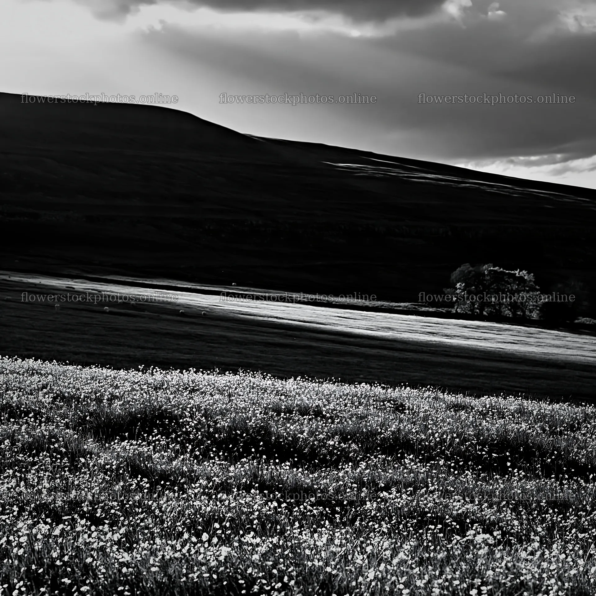 Yorkshire Dales buttercup hay meadow under cloudy skies – flower stock photos 7938x7938