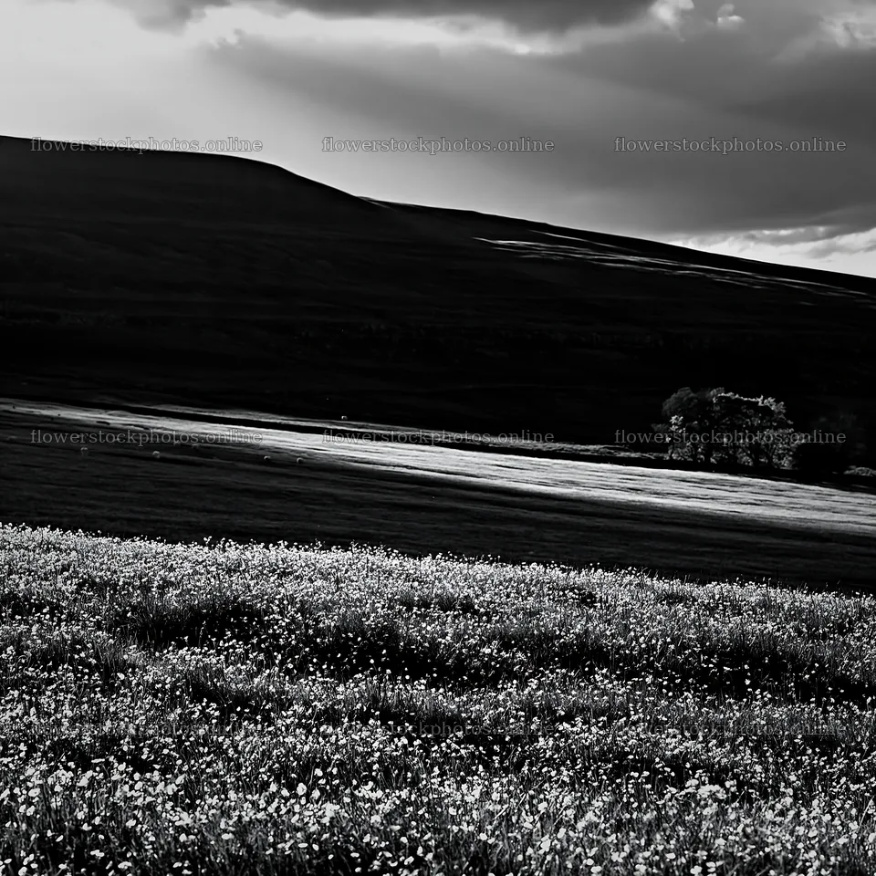 Yorkshire Dales buttercup hay meadow under cloudy skies – flower stock photos 7938x7938