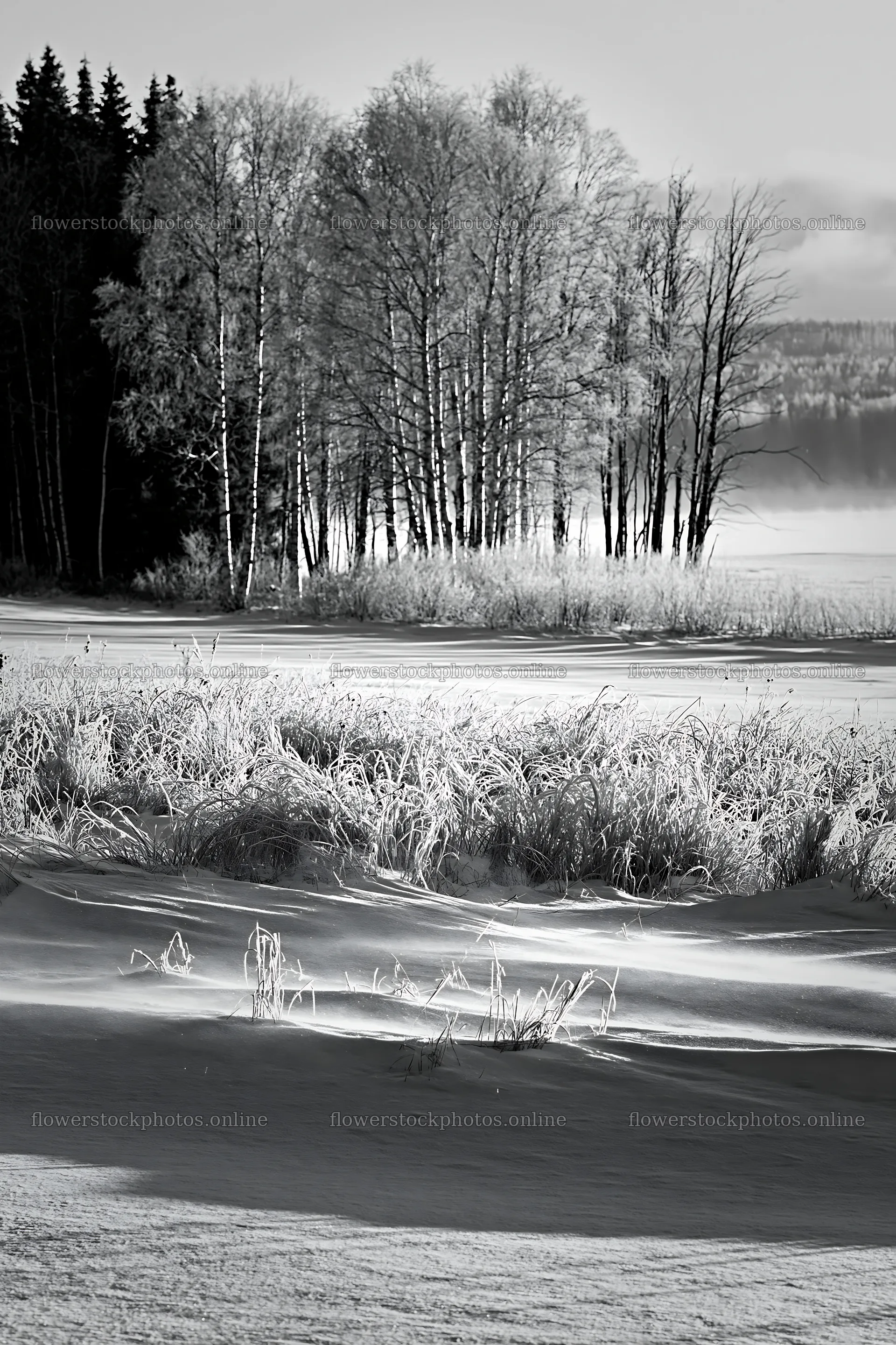 Snowy lakeside meadow with trees and frozen water – flower stock photos 6480x9722