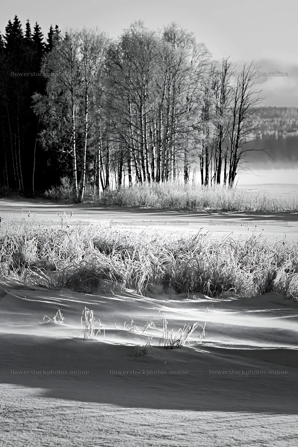 Snowy lakeside meadow with trees and frozen water – flower stock photos 6480x9722