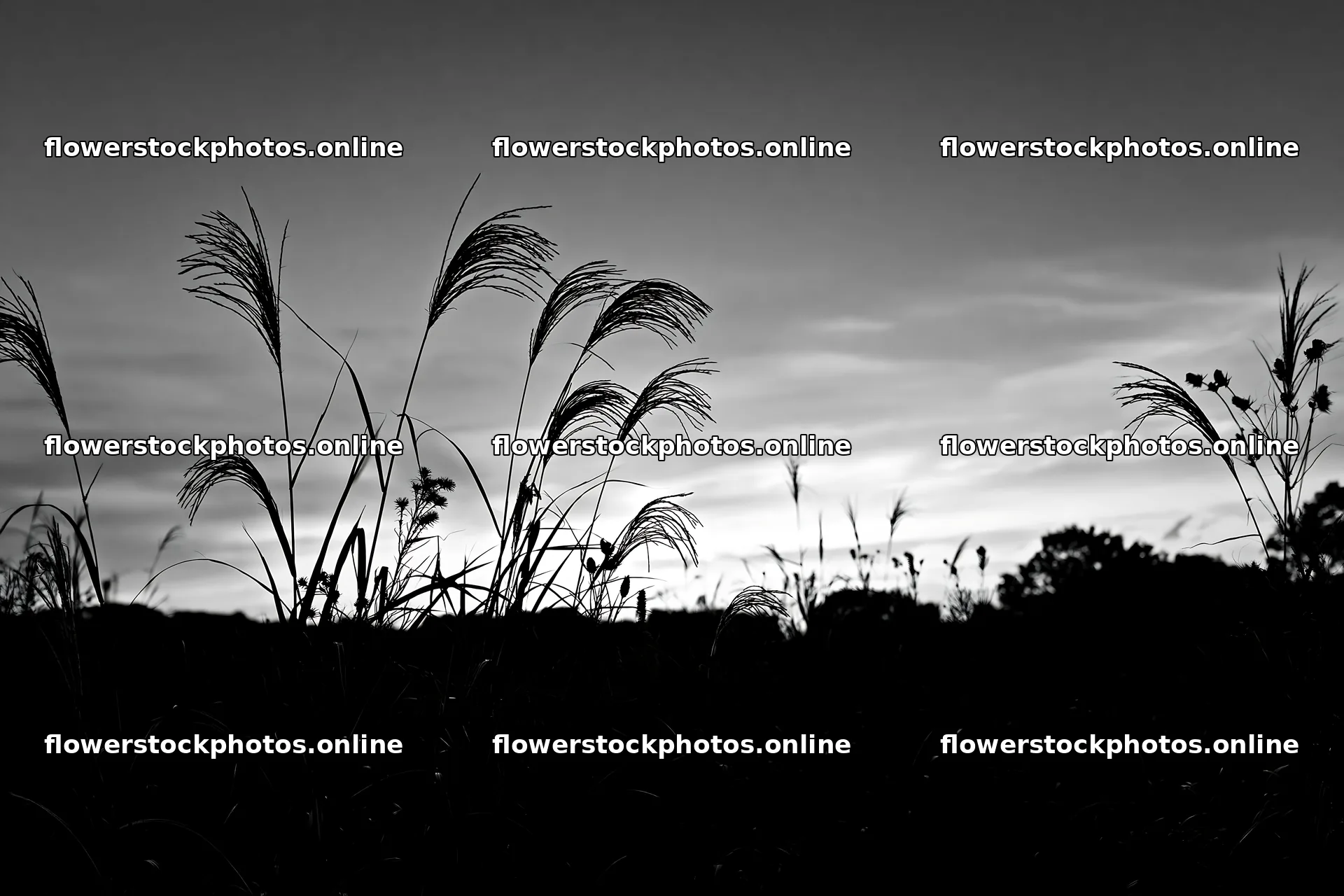 Tokyo urban biodiversity meadow with seedheads at sunset – flower stock photos 9722x6480