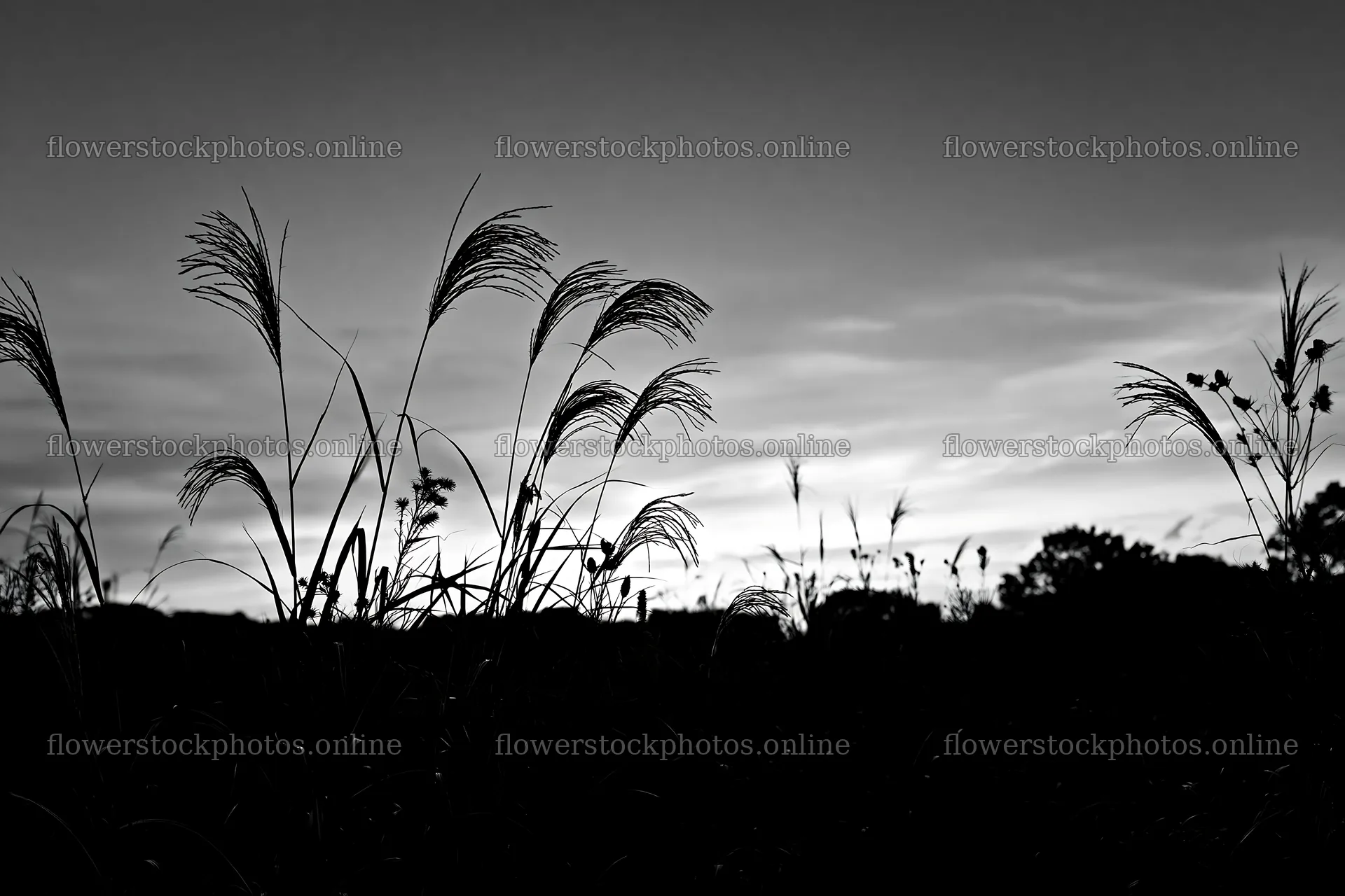 Tokyo urban biodiversity meadow with seedheads at sunset – flower stock photos 9722x6480
