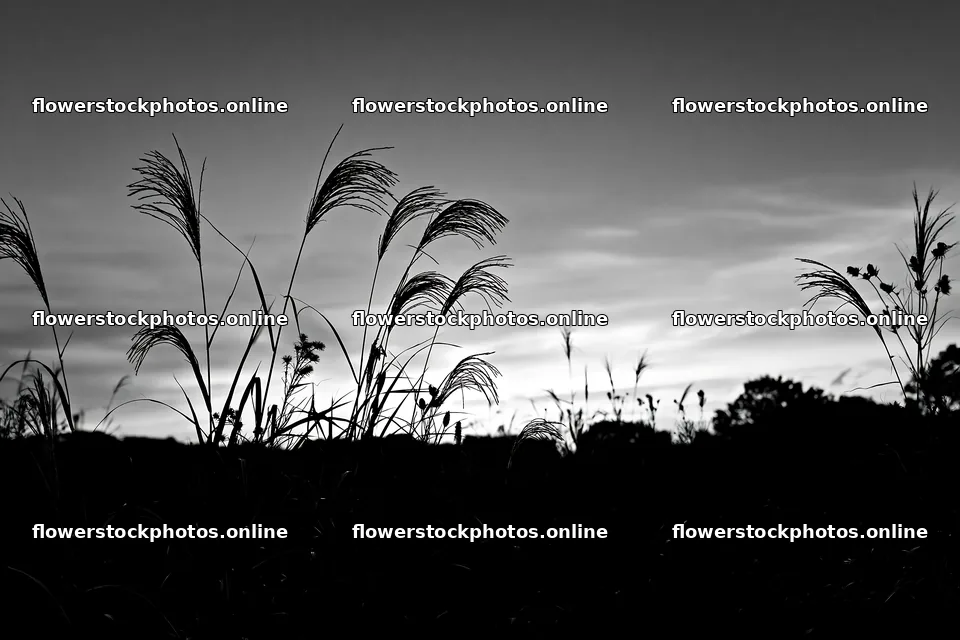 Tokyo urban biodiversity meadow with seedheads at sunset – flower stock photos 9722x6480