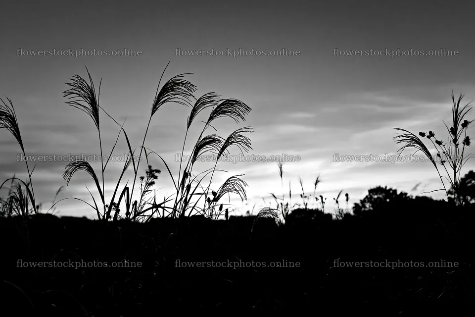 Tokyo urban biodiversity meadow with seedheads at sunset – flower stock photos 9722x6480