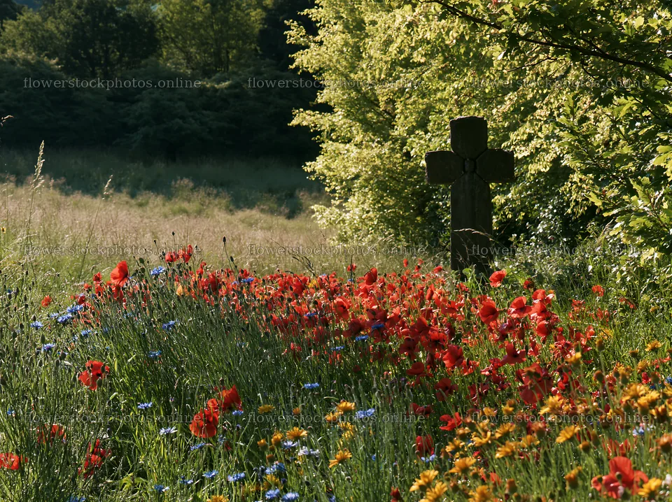 Stone Christian cross in snowy meadow surrounded by flowers – flower stock photos 9174x6866