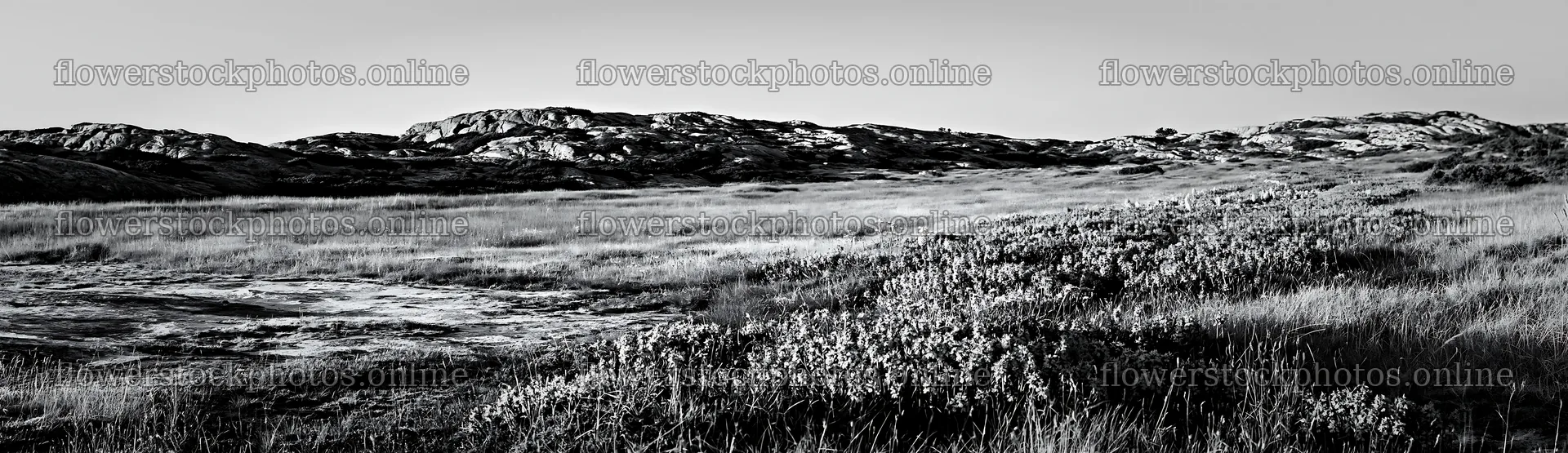 Colorful orchid meadow landscape during daylight – flower stock photos 14762x4268