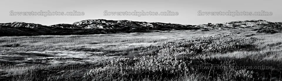 Colorful orchid meadow landscape during daylight – flower stock photos 14762x4268