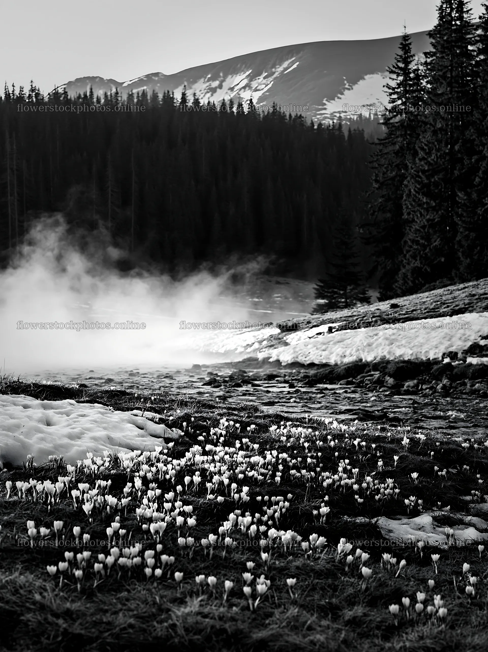 Snowmelt meadow with flowers near misty stream – flower stock photos 6866x9174