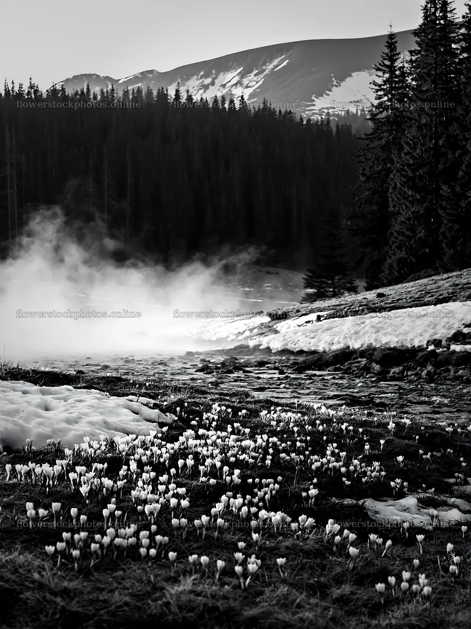 Snowmelt meadow with flowers near misty stream – flower stock photos 6866x9174