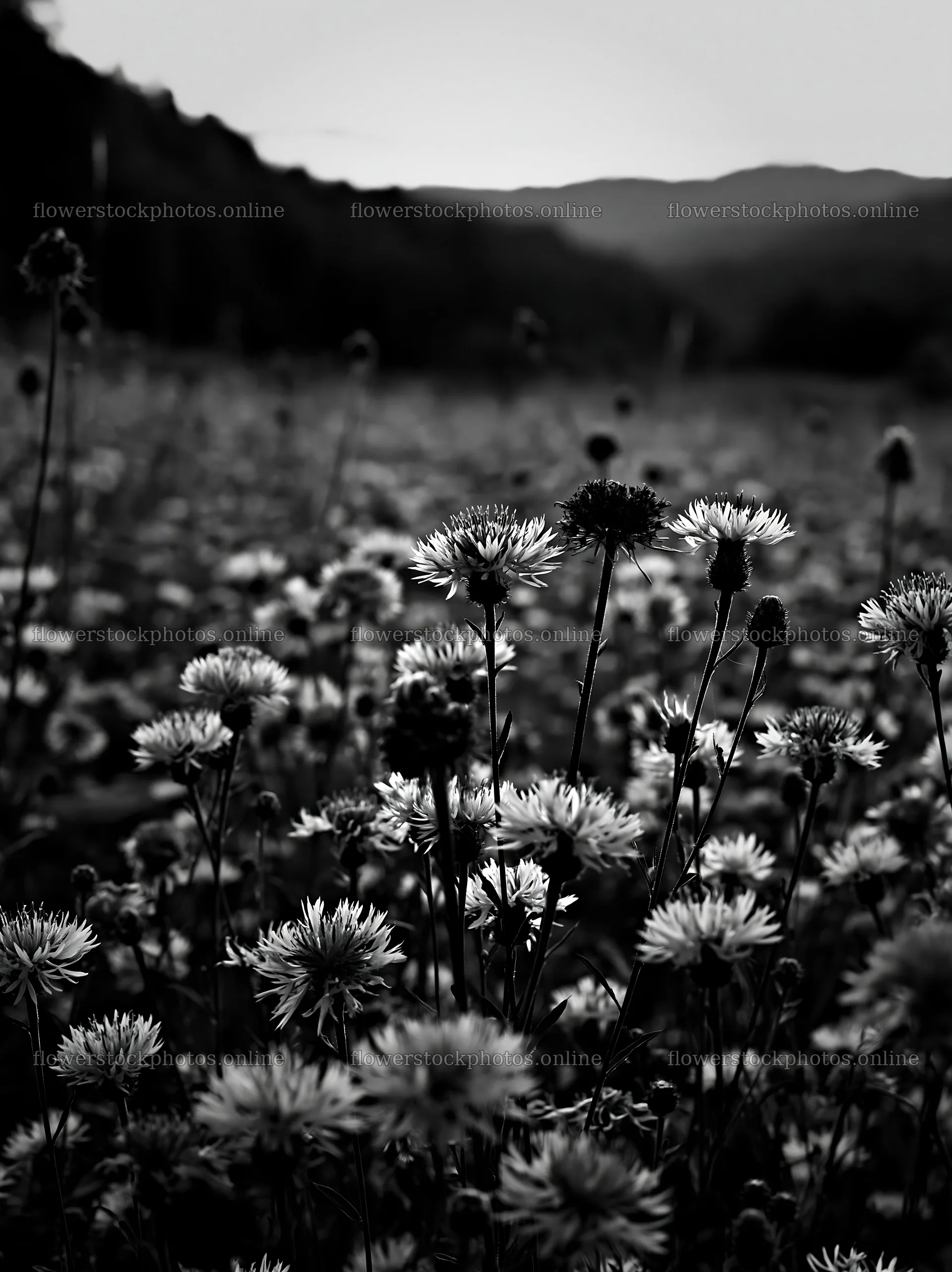Violet knapweed meadow in black and white view – flower stock photos 6866x9174