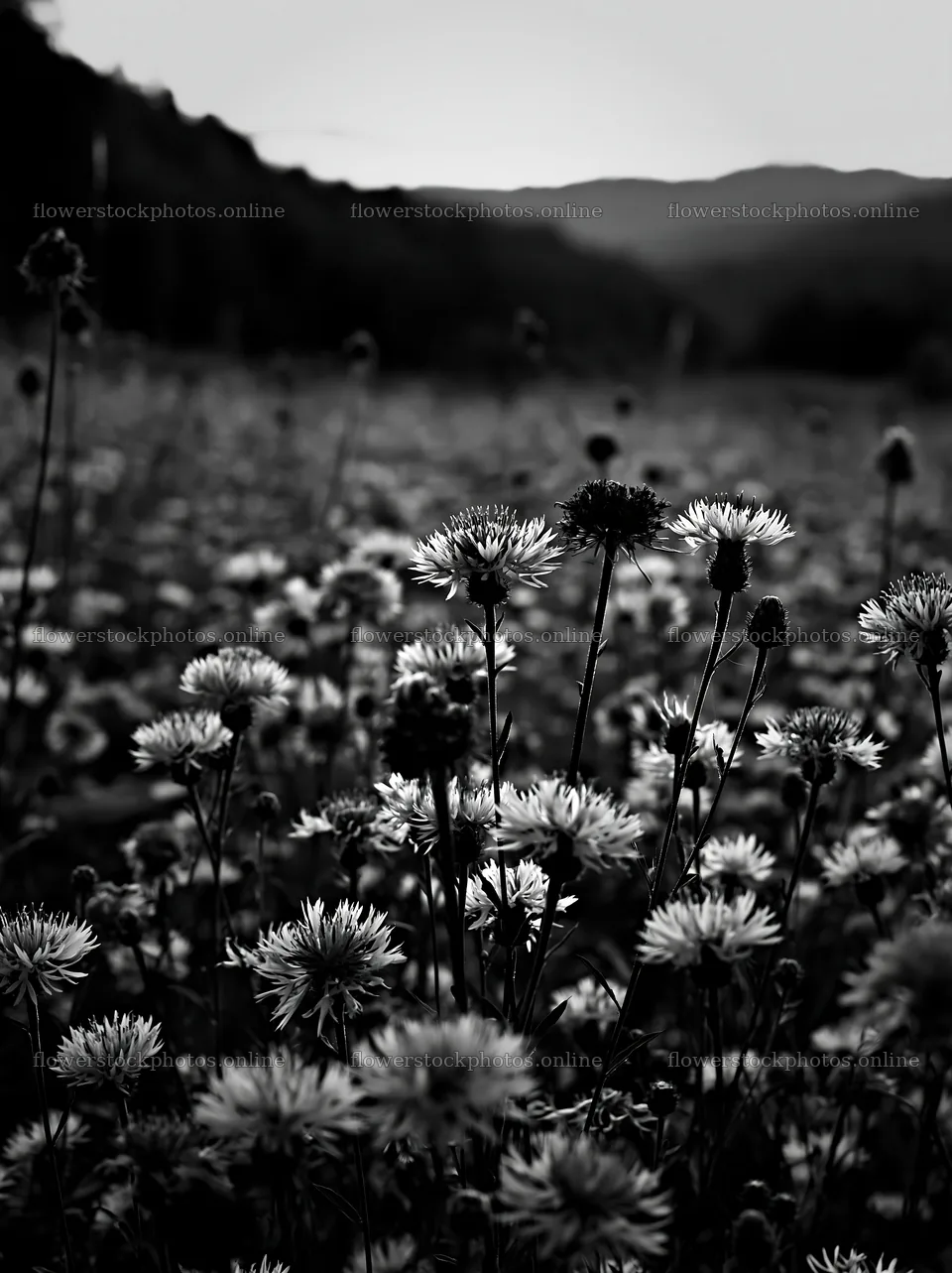 Violet knapweed meadow in black and white view – flower stock photos 6866x9174