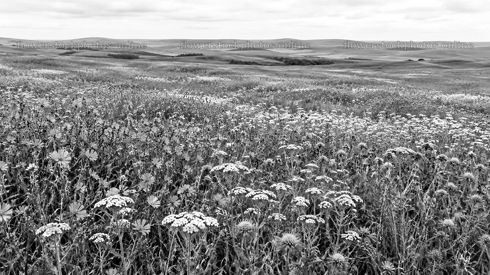Black and White Wildflower Meadow and Rolling Hills – flower stock photos 10331x5808